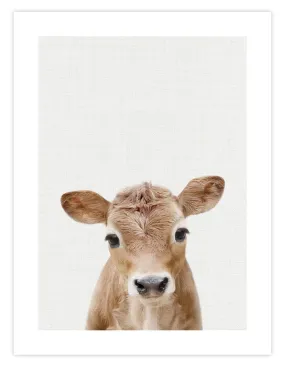 Baby Calf Peekaboo