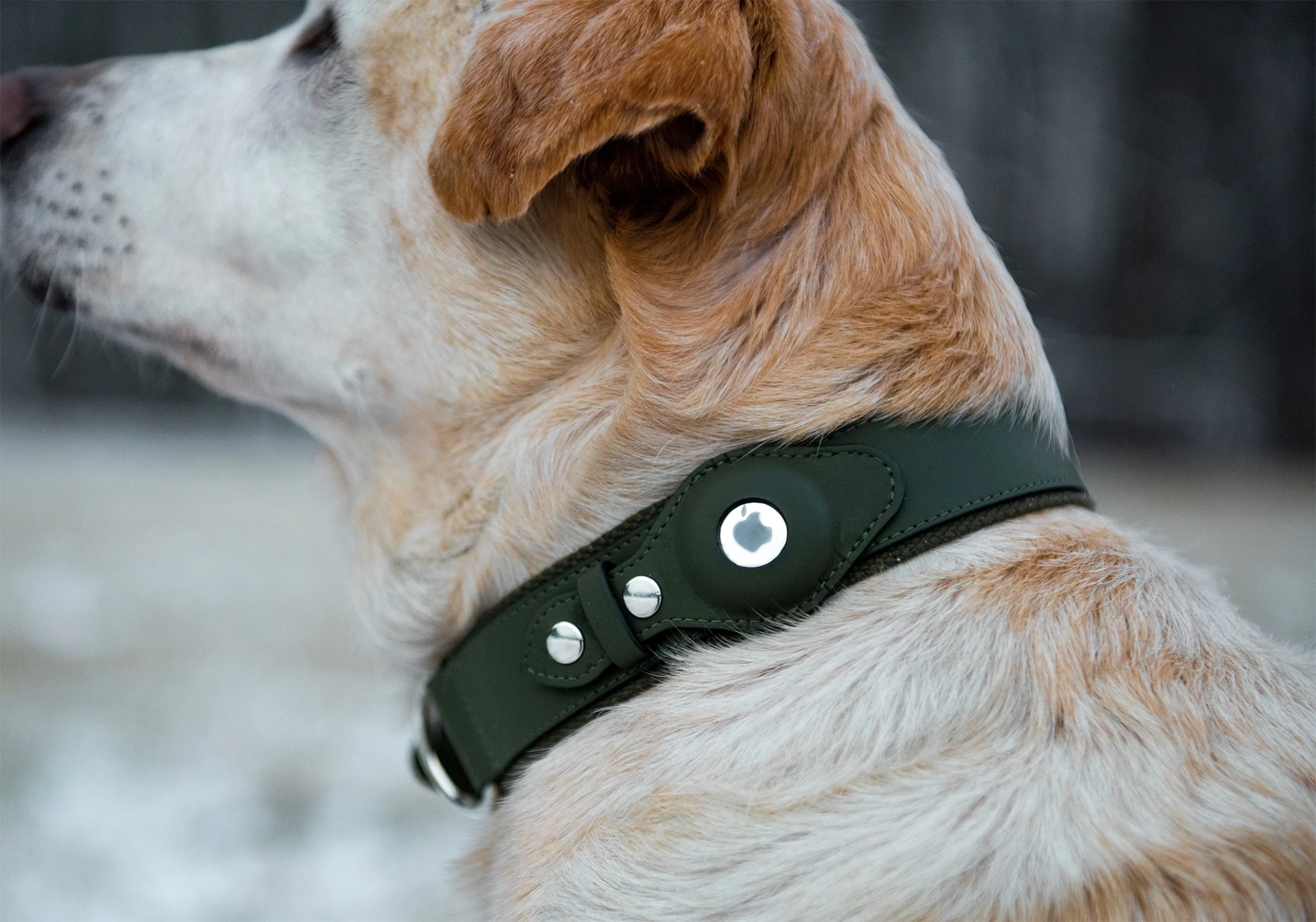 Nine Twenty Eight™ Personalized Faux Leather Apple AirTag Dog Collar