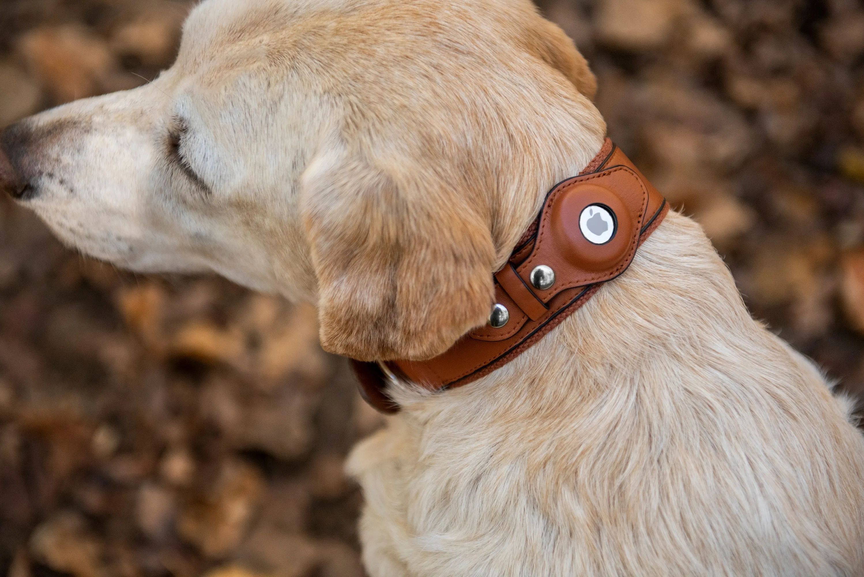 Nine Twenty Eight™ Personalized Faux Leather Apple AirTag Dog Collar